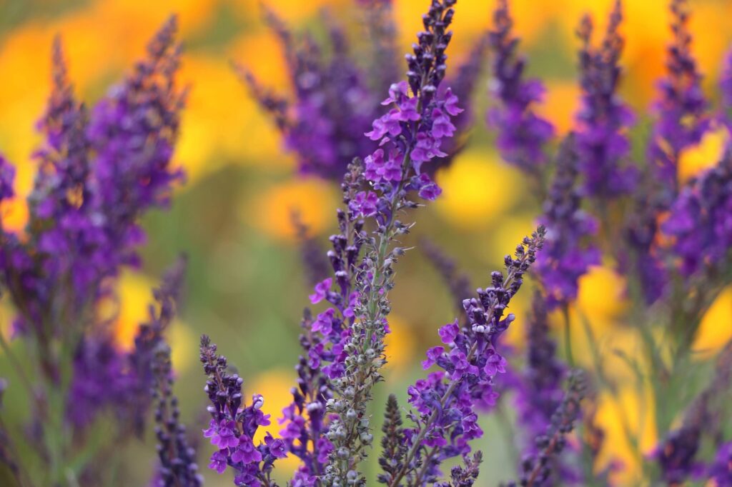 Purple flowers