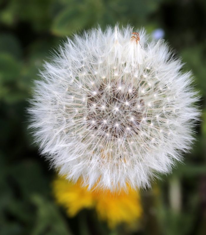 the-end-of-dandelion-flower